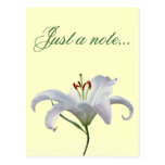 Fleur de lis assez blanc carte postale
