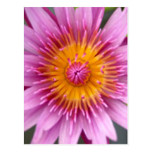 fleur de lotus cartes postales