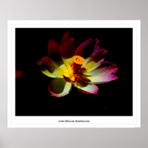 Fleur de Lotus (luminescente) Affiches
