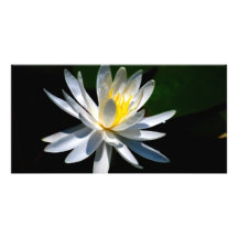 Fleur de Lotus ou nénuphar et signification Carte Avec Photo
