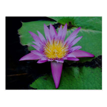 Fleur de Lotus pourpre avec la carte postale de pr