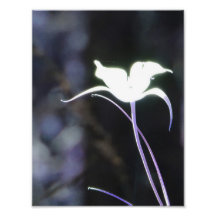 Fleur de lumière du soleil tirages photo