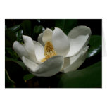 Fleur de magnolia cartes de vœux
