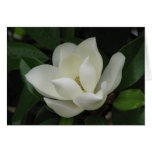 Fleur de magnolia du sud carte de vœux