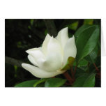 Fleur de magnolia du sud cartes de vœux