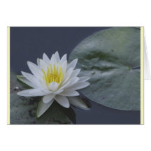 Fleur de nénuphar cartes de vœux