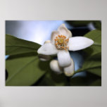 Fleur de pamplemousse sur la copie de toile posters