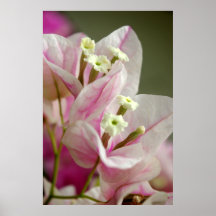 Fleur de papier douce posters