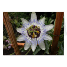 Fleur de passion carte