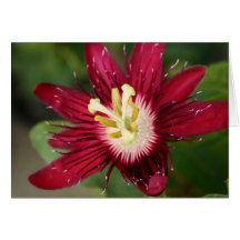 Fleur de passion cartes de vœux