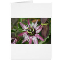 Fleur de passion cartes de vœux