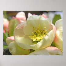Fleur de prune posters