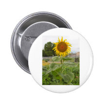 Fleur de tournesol badges