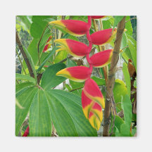 Fleur de Tropocal Magnets