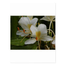 fleur de wjite cartes postales
