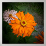 Fleur de Zinnia Affiche-Orange