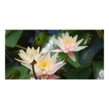 Fleur et signification de Lotus Cartes De Vœux Avec Photo