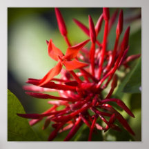 Fleur exotique de Bali Posters