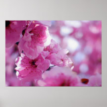 Fleur fleurissante de prunier affiches