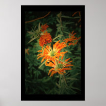 fleur orange affiche