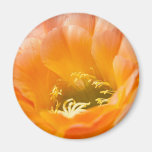 Fleur orange de cactus magnets pour réfrigérateur