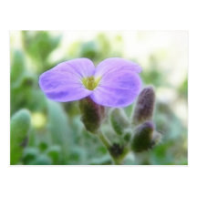 Fleur pourpre de cresson de roche cartes postales