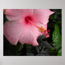 Fleur rose affiche