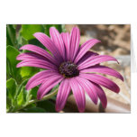 Fleur rose carte de vœux