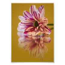Fleur rose et blanche de Gerbera de Stripey Photos Sur Toile