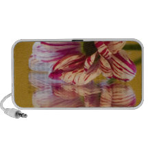 Fleur rose et blanche de Gerbera de Stripey Haut-parleurs iPod