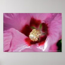 Fleur rose et rouge affiche