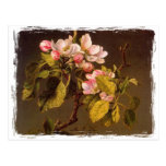 Fleur rose sur Brown Cartes Postales