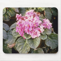 Fleur "rougeoyante" rose de Saintpaulia (violette  Tapis De Souris