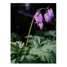 Fleur sauvage cartes postales