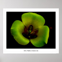 Fleur sauvage jaune (luminescent) posters