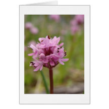 Fleur sauvage rose carte de vœux