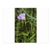 Fleur sauvage solo cartes postales