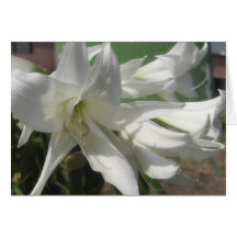 Fleurs blanches glorieuses 1 carte de vœux