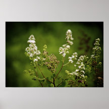 Fleurs blanches affiche