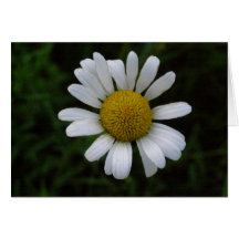 Fleurs Carte De Vœux