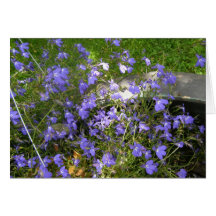 Fleurs Cartes