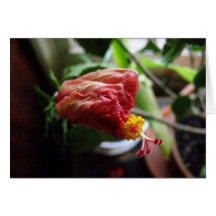 Fleurs Cartes De Vœux