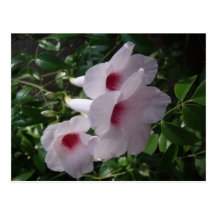 Fleurs Cartes Postales