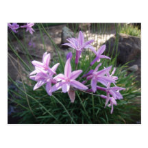 Fleurs Cartes Postales
