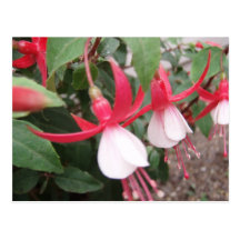 Fleurs Cartes Postales