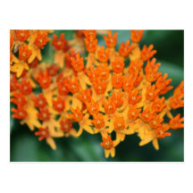 fleurs cartes postales