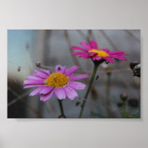 Fleurs dans les toiles d'araignée poster