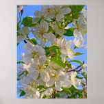 Fleurs d'Apple Posters