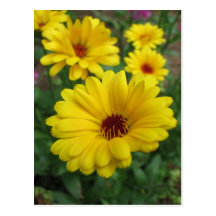 Fleurs de Calendula Carte Postale