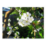 Fleurs de cerisier carte postale